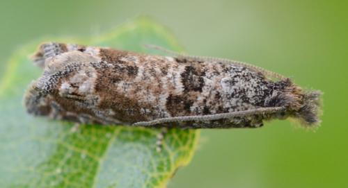 Réf. 301 507 : Pelochrista sp.